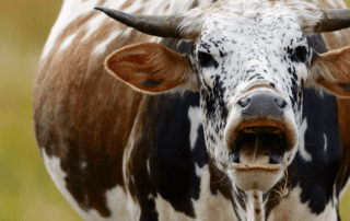 Unleashing the Social Media Marketing Magic Cover Photo, the main image is a screaming cow