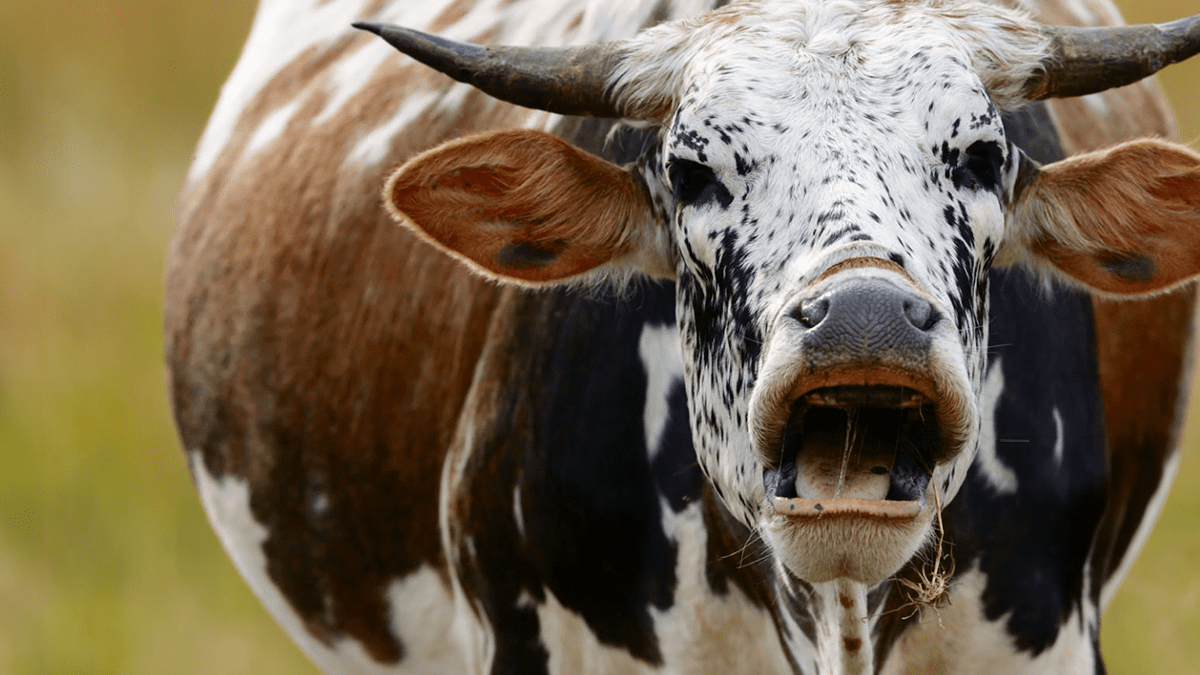 Unleashing the Social Media Marketing Magic Cover Photo, the main image is a screaming cow